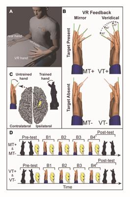 The Effects of Mirror Feedback during Target Directed Movements on Ipsilateral Corticospinal Excitability